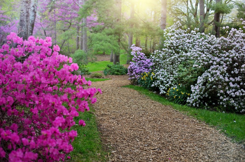 Kleurrijke Rhododendron tuinen en borders